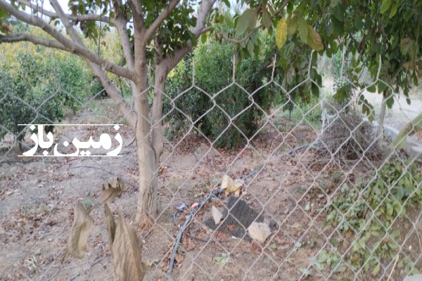 فروش زمین باغ شمال ۱۵۵۰ متر نکا روستای ولاشد-3