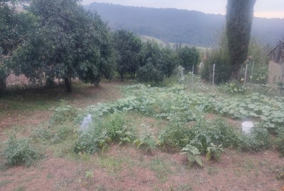 فروش زمین مسکونی تجاری باغ شمال ۱۹۰۰ متر نکا روستای چلمردی