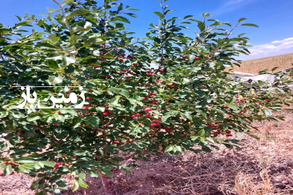 فروش زمین باغ قزوین ۸۰۰۰ متر ابتدای جاده رشت روستای احمد آباد-1