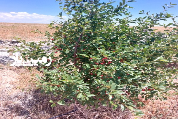 فروش زمین باغ قزوین ۸۰۰۰ متر ابتدای جاده رشت روستای احمد آباد-2