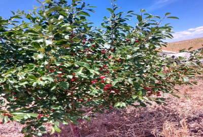 فروش زمین باغ قزوین ۸۰۰۰ متر ابتدای جاده رشت روستای احمد آباد