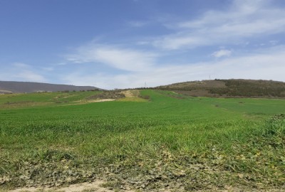 فروش زمین باغ کشاورزی شمال ۱۳۰۰۰ متر ساری بین روستای تلوکلا و کیاده