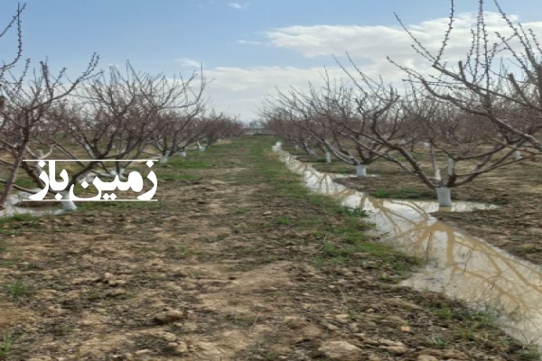 فروش زمین باغ البرز ۲۰۰۰ متر کرج نظرآباد روستای نجم آباد-1