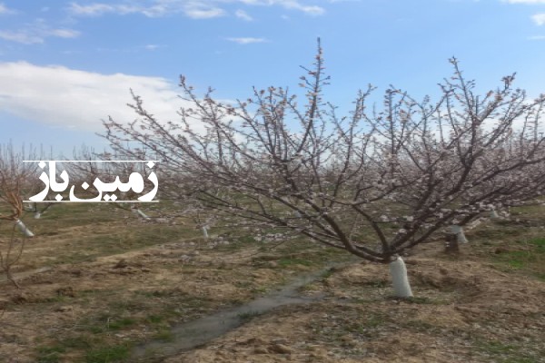 فروش زمین باغ البرز ۲۰۰۰ متر کرج نظرآباد روستای نجم آباد-3