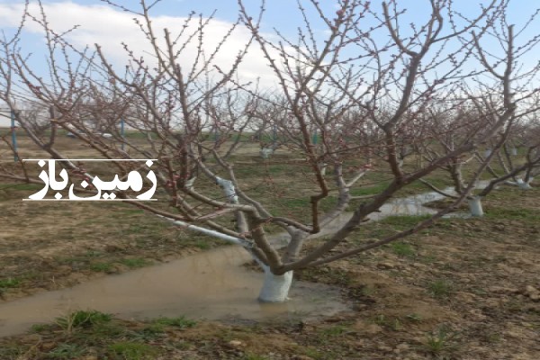 فروش زمین باغ البرز ۲۰۰۰ متر کرج نظرآباد روستای نجم آباد-4