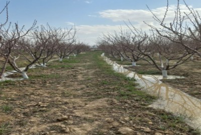 فروش زمین باغ البرز ۲۰۰۰ متر کرج نظرآباد روستای نجم آباد