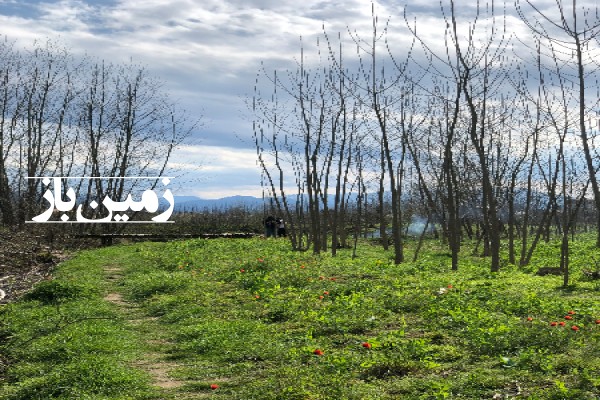 فروش زمین باغ گیلان ۵۵۰ متر آستانه اشرفیه روستای نیاکو-1