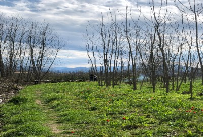 فروش زمین باغ گیلان ۵۵۰ متر آستانه اشرفیه روستای نیاکو