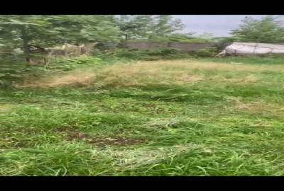 فروش زمین مسکونی گیلان ۲۵۰ متر ماکلوان جاده ماسوله
