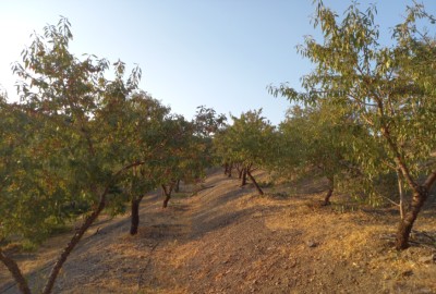 فروش زمین باغ کشاورزی اصفهان ۱۰۰۰ متر مارکده