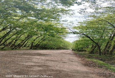 فروش زمین مسکونی گیلان ۱۴۰۰ متر پره‌ سر روستای نوکنده