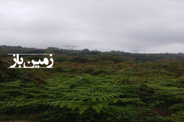 فروش زمین باغ شمال ۸۰۰۰ متر قائمشهر روستای واسکس-1