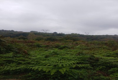 فروش زمین باغ شمال ۸۰۰۰ متر قائمشهر روستای واسکس