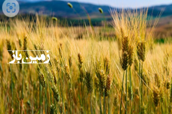 فروش زمین کشاورزی شمال ۱۰۰۰۰ متر ساری روستای پنبه چوله-1