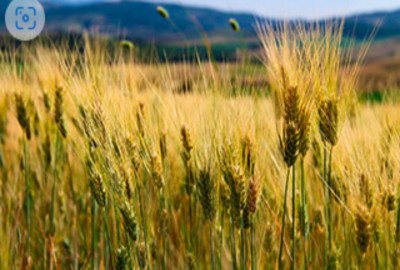 فروش زمین کشاورزی شمال ۱۰۰۰۰ متر ساری روستای پنبه چوله