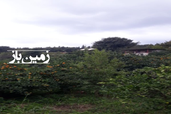 فروش زمین باغ شمال ۱۰۰۰ متر ساری میاندرود روستای لالیم-1