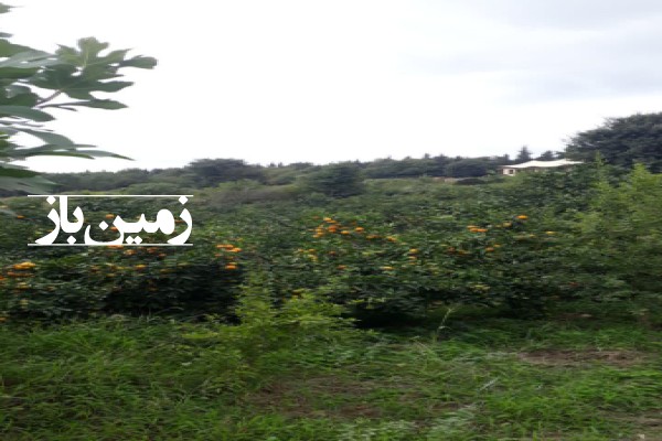 فروش زمین باغ شمال ۱۰۰۰ متر ساری میاندرود روستای لالیم-2