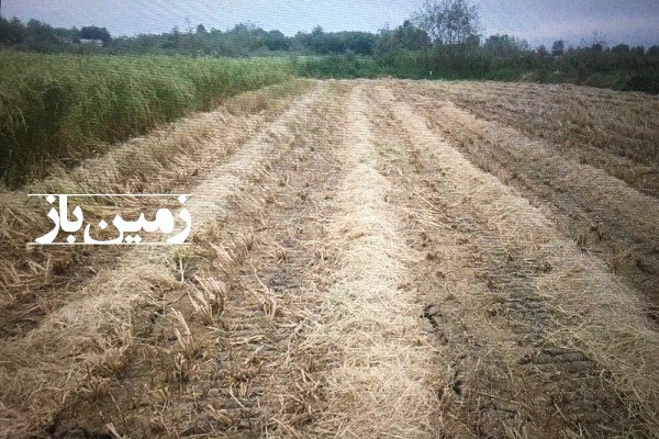 فروش زمین کشاورزی گیلان ۴۲۰۰ متر لشت نشا روستای جوریاب-1