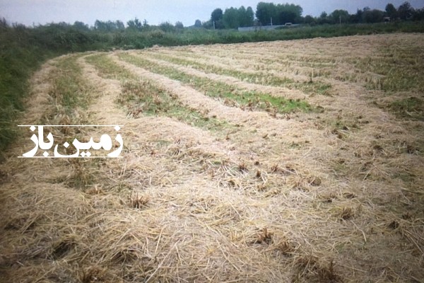 فروش زمین کشاورزی گیلان ۴۲۰۰ متر لشت نشا روستای جوریاب-2