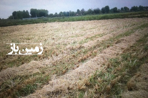 فروش زمین کشاورزی گیلان ۴۲۰۰ متر لشت نشا روستای جوریاب-4