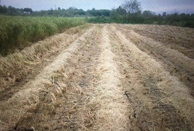 فروش زمین کشاورزی گیلان ۴۲۰۰ متر لشت نشا روستای جوریاب