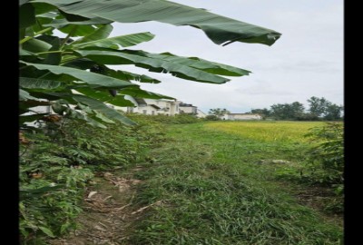 فروش زمین باغ باغچه کشاورزی شمال ۲۰۰ متر چمستان شهرک علی آباد