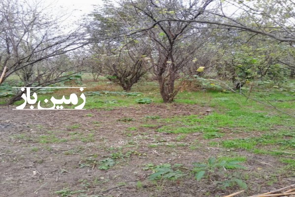 فروش زمین مسکونی گیلان ۱۰۰۰ متر آستانه اشرفیه روستای تازه آباد-1