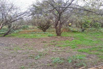 فروش زمین مسکونی گیلان ۱۰۰۰ متر آستانه اشرفیه روستای تازه آباد