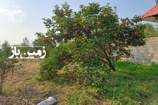 فروش زمین باغ شمال ۲۲۷۰ متر گلوگاه بابل-2