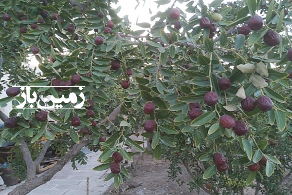 فروش زمین مسکونی تجاری باغ خراسان رضوی ۸۵۲ متر سبزوار روستای ابارش-2