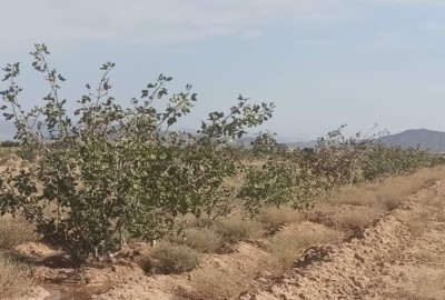 فروش زمین باغ کشاورزی شیراز ۲۱۰۰۰ متر استهبان خیر روستای مبارک آباد