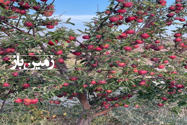 فروش زمین باغ آذربایجان شرقی ۱۰۱۵ متر صوفیان سیوان-1