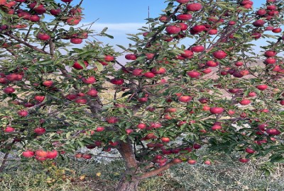 فروش زمین باغ آذربایجان شرقی ۱۰۱۵ متر صوفیان سیوان