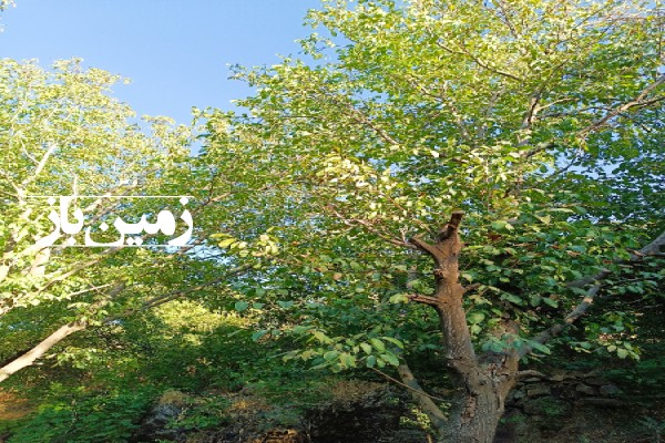 فروش زمین باغ باغچه همدان ۴۰۰ متر اسدآباد روستای ملحمدره-3