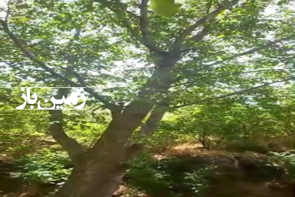 فروش زمین باغ باغچه همدان ۴۰۰ متر اسدآباد روستای ملحمدره-4