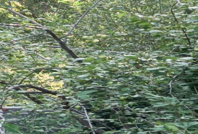 فروش زمین باغ باغچه همدان ۴۰۰ متر اسدآباد روستای ملحمدره