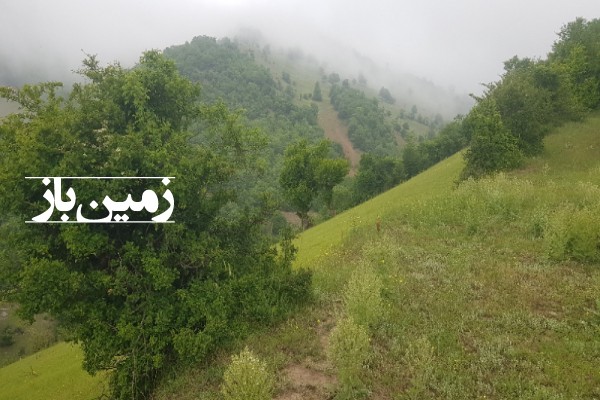 فروش زمین کشاورزی گیلان ۱۰۰۰۰ متر بره‌ سر روستای گردویشه-2