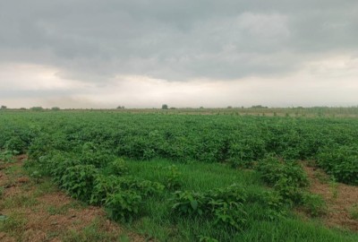 فروش زمین باغ کشاورزی شمال ۷۵۰۰ متر ساری گهرباران روستای دلمرز