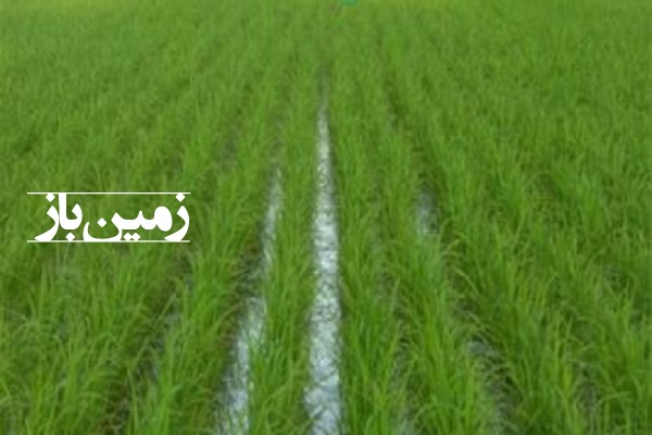 فروش زمین کشاورزی گیلان ۲۸۰۰ متر لشت نشا زیباکنار روستای فخرآباد-1