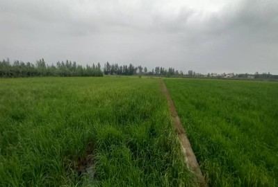 فروش زمین کشاورزی شمال ۵۸۰۰ متر چمستان روستای بریکلا