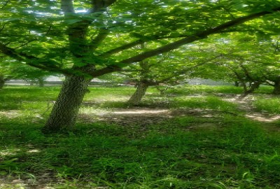 فروش زمین باغ آذربایجان شرقی ۲۰۰۰ متر اسکو روستای باویل سفلا