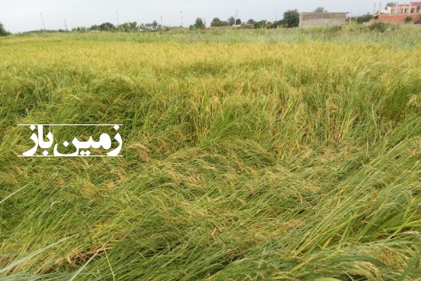 فروش زمین کشاورزی شمال ۱۰۰۰۰ متر ساری روستای پنبه چوله-1