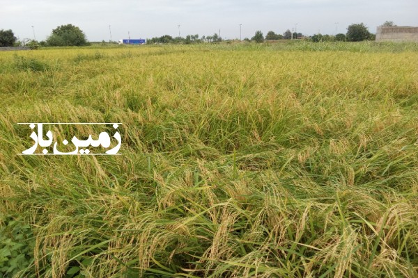 فروش زمین کشاورزی شمال ۱۰۰۰۰ متر ساری روستای پنبه چوله-2