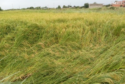 فروش زمین کشاورزی شمال ۱۰۰۰۰ متر ساری روستای پنبه چوله