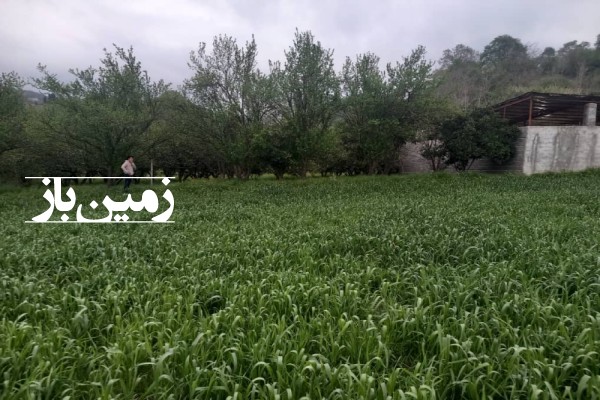 فروش زمین باغ شمال ۵۰۰ متر ساری روستای زرین آباد-1