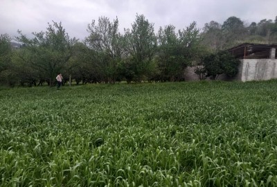 فروش زمین باغ شمال ۵۰۰ متر ساری روستای زرین آباد