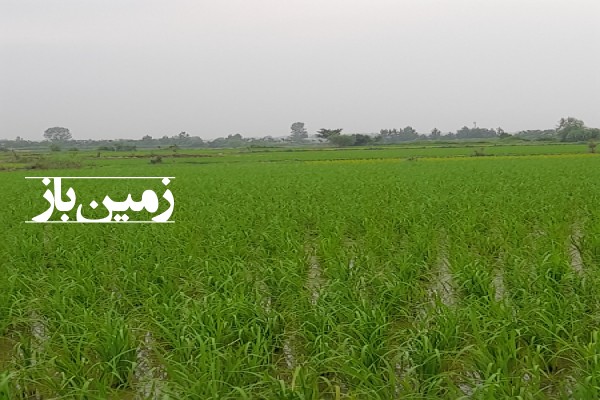 فروش زمین کشاورزی شمال ۲۰۰۰ متر آمل بین روستای تمسک و سرخکلا-1