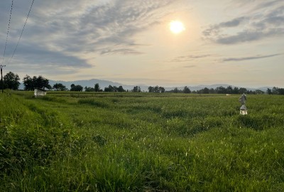 فروش زمین کشاورزی امام زاده هاشم ۱۸۷۰ متر روستای شیخعلی توسه