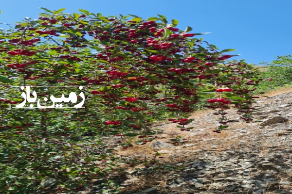 فروش زمین کشاورزی خراسان رضوی ۲۰۰۰۰ متر مشهد روستای کاهو-1