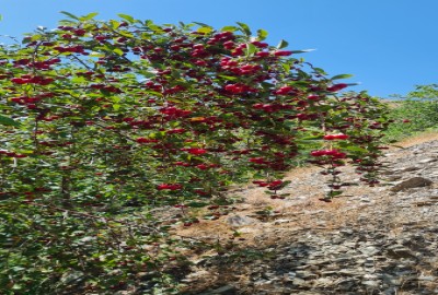 فروش زمین کشاورزی خراسان رضوی ۲۰۰۰۰ متر مشهد روستای کاهو